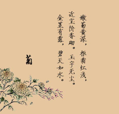 花心菊