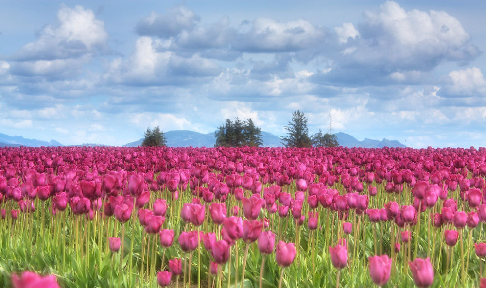 郁金香花海