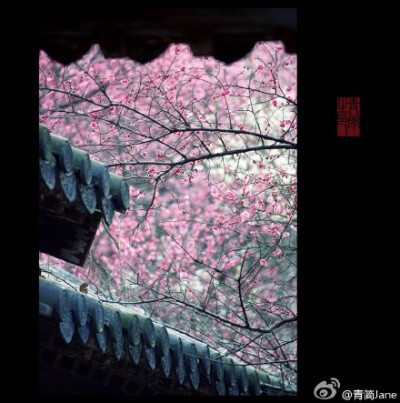 一枝疏影，倚在江南最早的那件春衫上，横斜成了旧池塘里的一幅画。一段暗香，写在诗人最后的那封信笺里，浮动为上弦月下的一曲笛。而你悄然苏醒，把回忆开成一朵花的模样。——丙申早春，于南京梅岗