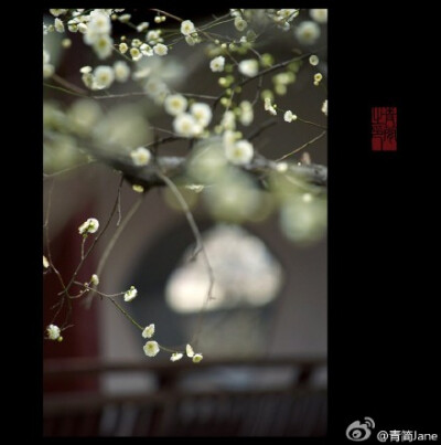 一枝疏影，倚在江南最早的那件春衫上，横斜成了旧池塘里的一幅画。一段暗香，写在诗人最后的那封信笺里，浮动为上弦月下的一曲笛。而你悄然苏醒，把回忆开成一朵花的模样。——丙申早春，于南京梅岗