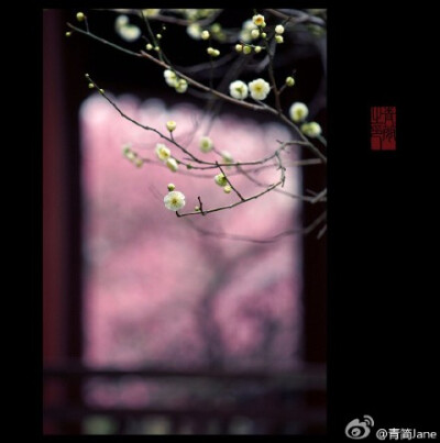 一枝疏影，倚在江南最早的那件春衫上，横斜成了旧池塘里的一幅画。一段暗香，写在诗人最后的那封信笺里，浮动为上弦月下的一曲笛。而你悄然苏醒，把回忆开成一朵花的模样。——丙申早春，于南京梅岗