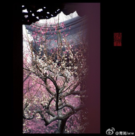 一枝疏影，倚在江南最早的那件春衫上，横斜成了旧池塘里的一幅画。一段暗香，写在诗人最后的那封信笺里，浮动为上弦月下的一曲笛。而你悄然苏醒，把回忆开成一朵花的模样。——丙申早春，于南京梅岗