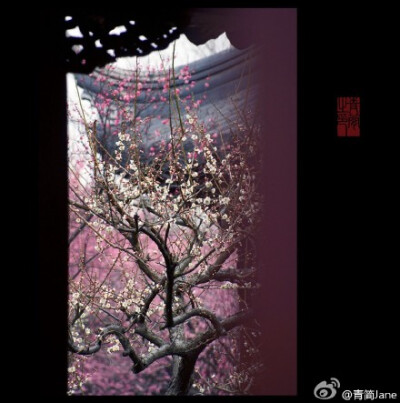 一枝疏影，倚在江南最早的那件春衫上，横斜成了旧池塘里的一幅画。一段暗香，写在诗人最后的那封信笺里，浮动为上弦月下的一曲笛。而你悄然苏醒，把回忆开成一朵花的模样。——丙申早春，于南京梅岗