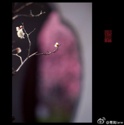 一枝疏影，倚在江南最早的那件春衫上，横斜成了旧池塘里的一幅画。一段暗香，写在诗人最后的那封信笺里，浮动为上弦月下的一曲笛。而你悄然苏醒，把回忆开成一朵花的模样。——丙申早春，于南京梅岗