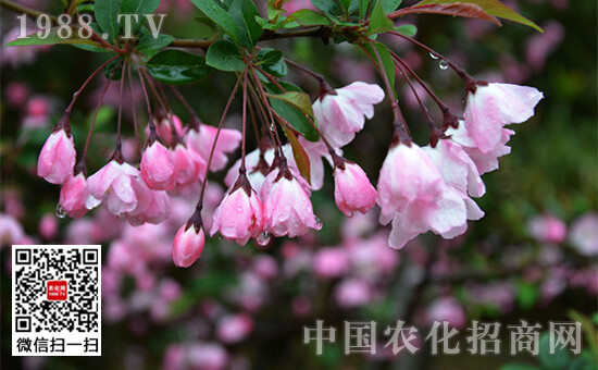  垂丝海棠又叫锦带花，现在在中国各地都有栽培，是著名的庭院观赏树种，可地栽也可盆栽。