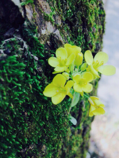 花与树