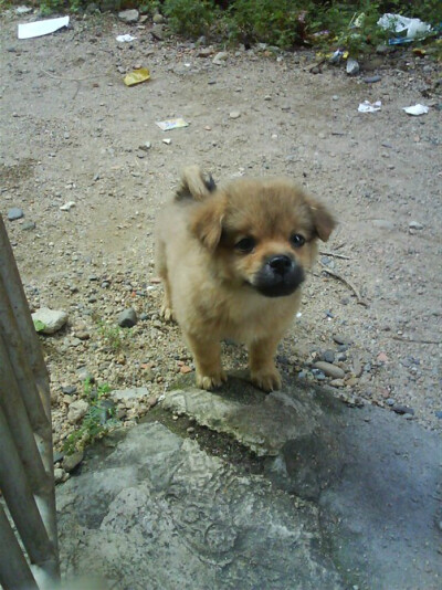 我最最最亲爱的，虽然已经没了…