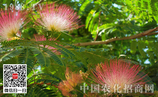  合欢树又叫绒花树有很高的观赏和医疗中国农化招商网值，合欢树花朵美丽，颜色鲜艳。但合欢树应该什么时候种植？合欢树有哪些生长特点呢？