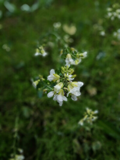 菜花