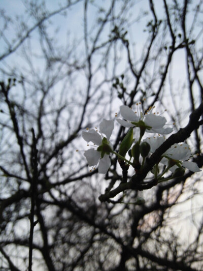 梨花开