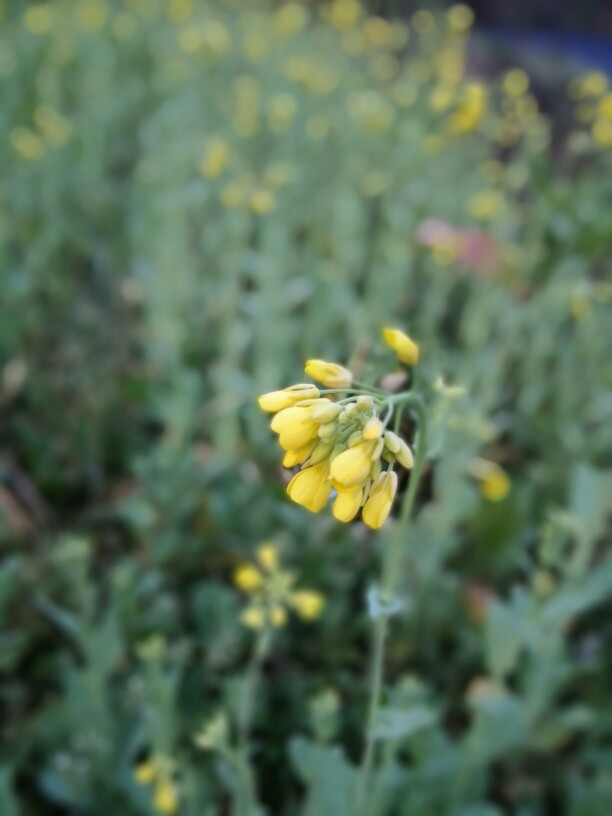 油菜花