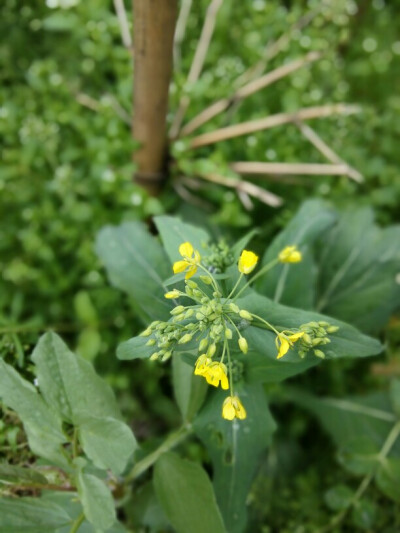 油菜花