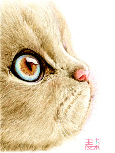 灵巧之美—猫咪 可爱温顺的小猫咪有着水汪汪的大眼睛，嘴角的胡须又长又细，微微颤动着，格外灵气。红润的鼻头使它显得特别可爱。柔顺的毛发让人不由想去抚摸它。