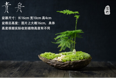 苔藓盆栽