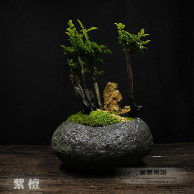 苔藓盆栽