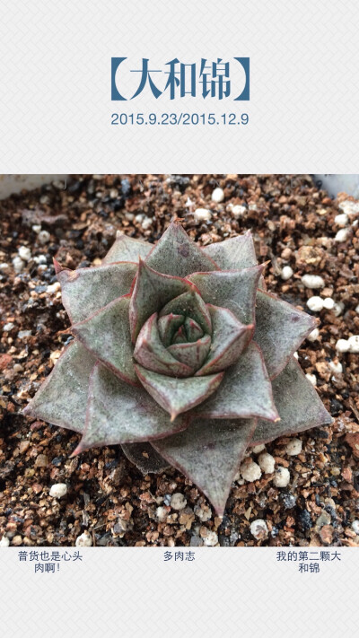 大和锦2015.9.23到家
大和锦 cheveria purpusorum 대화금