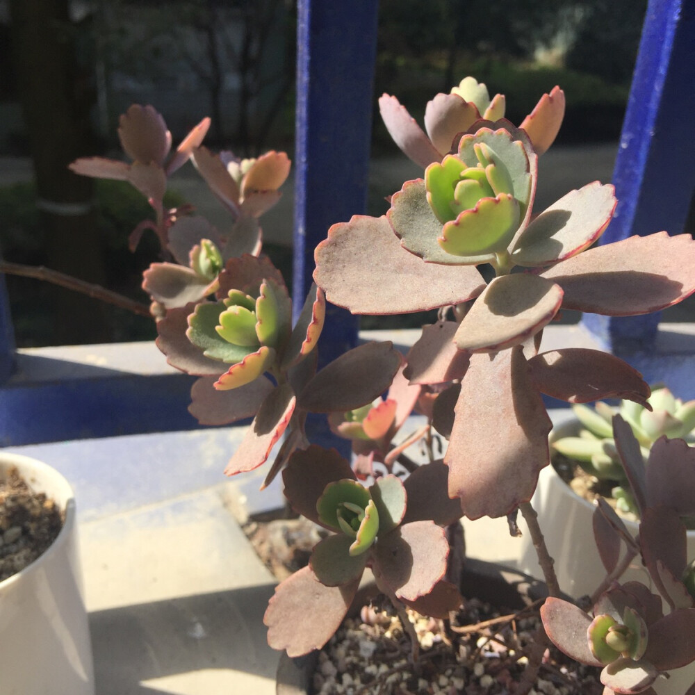 多肉和阳光在一起有毒☝️。。拍摄于2016年2月26日