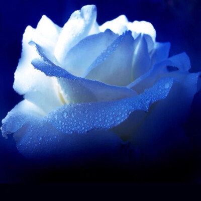 【蓝色妖姬】清纯的爱和敦厚善良的爱。相知是一种宿命，心灵的交汇让我们有诉不尽的浪漫情怀；相守是一种承诺，人世轮回中，永远铭记我们这段美丽的爱情故事！然而，不同枝数的花束寓意又稍有不同。玫瑰长久以来就象…