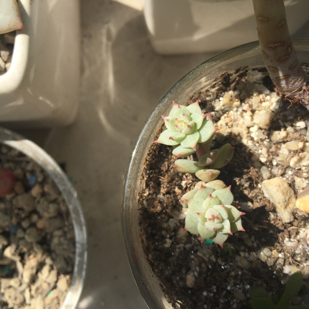 多肉和阳光在一起有毒☝️。。拍摄于2016年2月26日