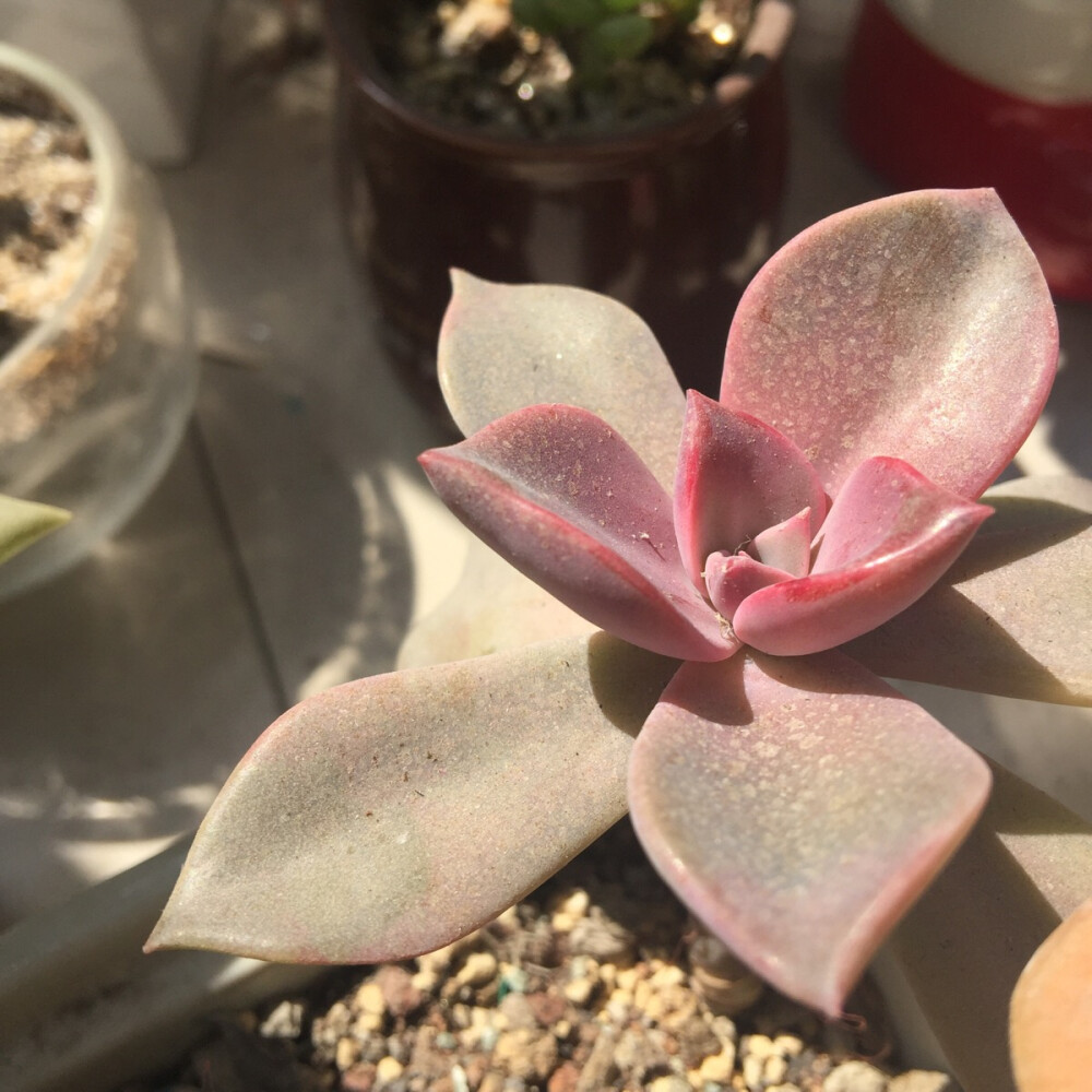 多肉和阳光在一起有毒☝️。。拍摄于2016年2月26日