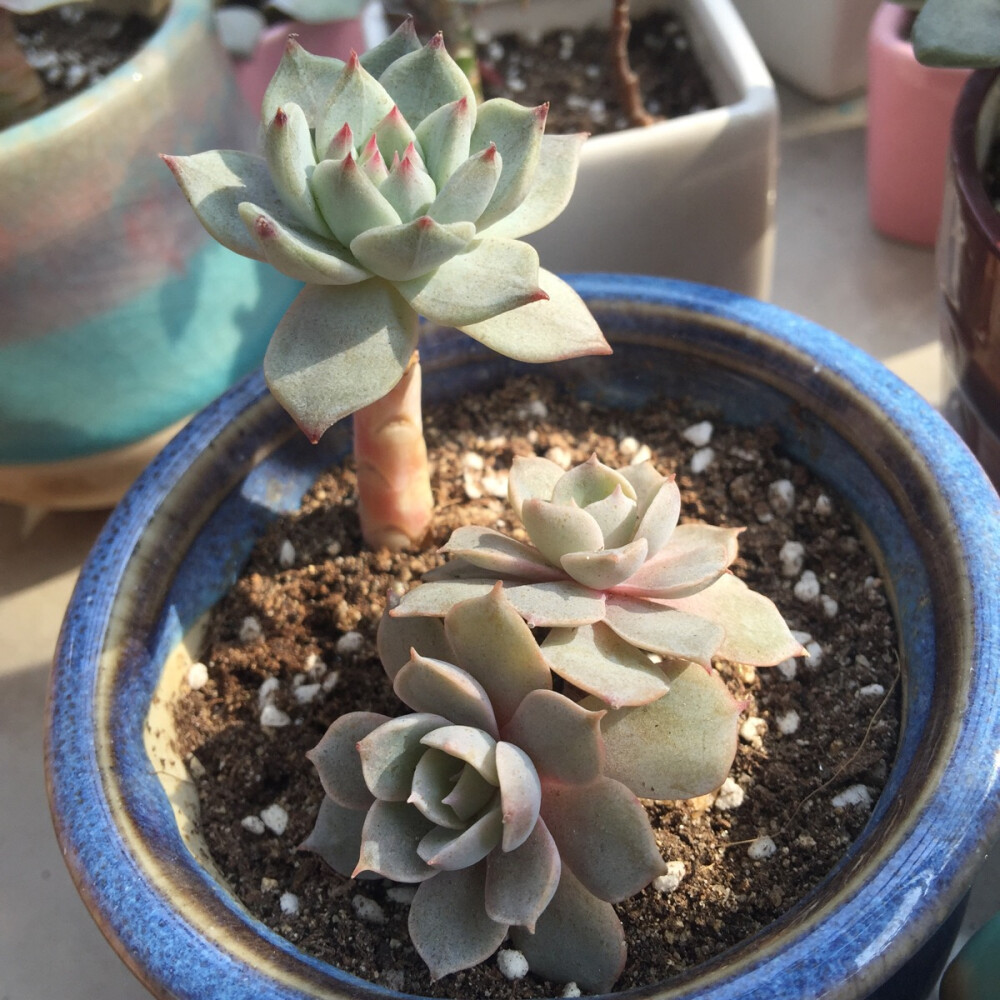 多肉和阳光在一起有毒☝️。。拍摄于2016年2月26日