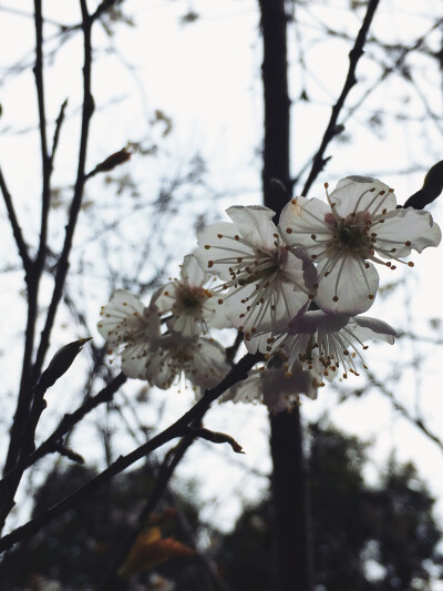 春色，院里樱花