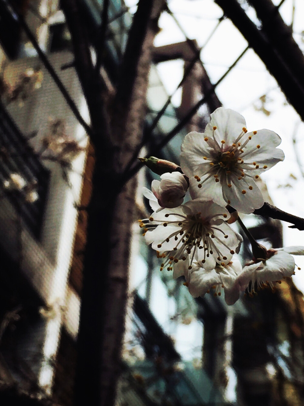 春色，院里樱花