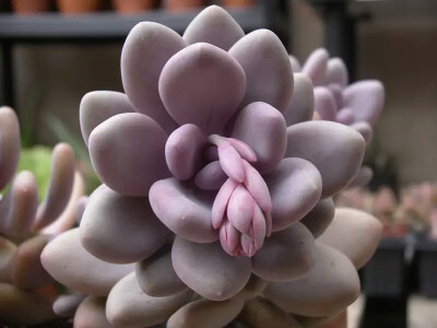 桃美人，拉丁名是：Pachyphytum 'Blue Haze'（蓝色烟雾）