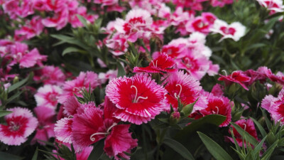 植物，花朵，开春，春天，唯美，花季