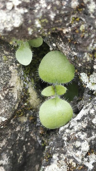 植物，花朵，开春，春天，唯美，花季