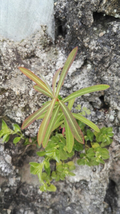 植物，花朵，开春，春天，唯美，花季，草木，绿叶