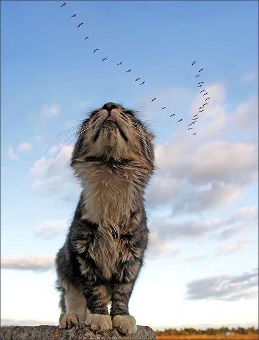 早安| 我的对手只有自己，要想爬得更高，只应该自己往上走，而不应该把别人往下压。——《狼图腾》