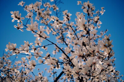 2月28日/来生愿做一棵会开花的树，开在你必经的路旁