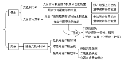 光合作用