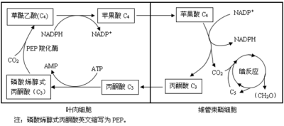 光合作用