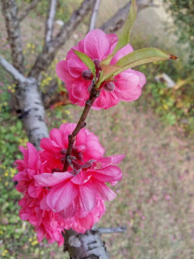 植物，桃花，花丛，春天，开春