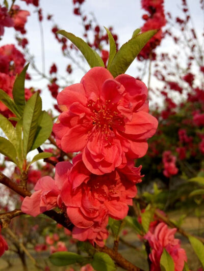 植物，桃花，花丛，春天，开春