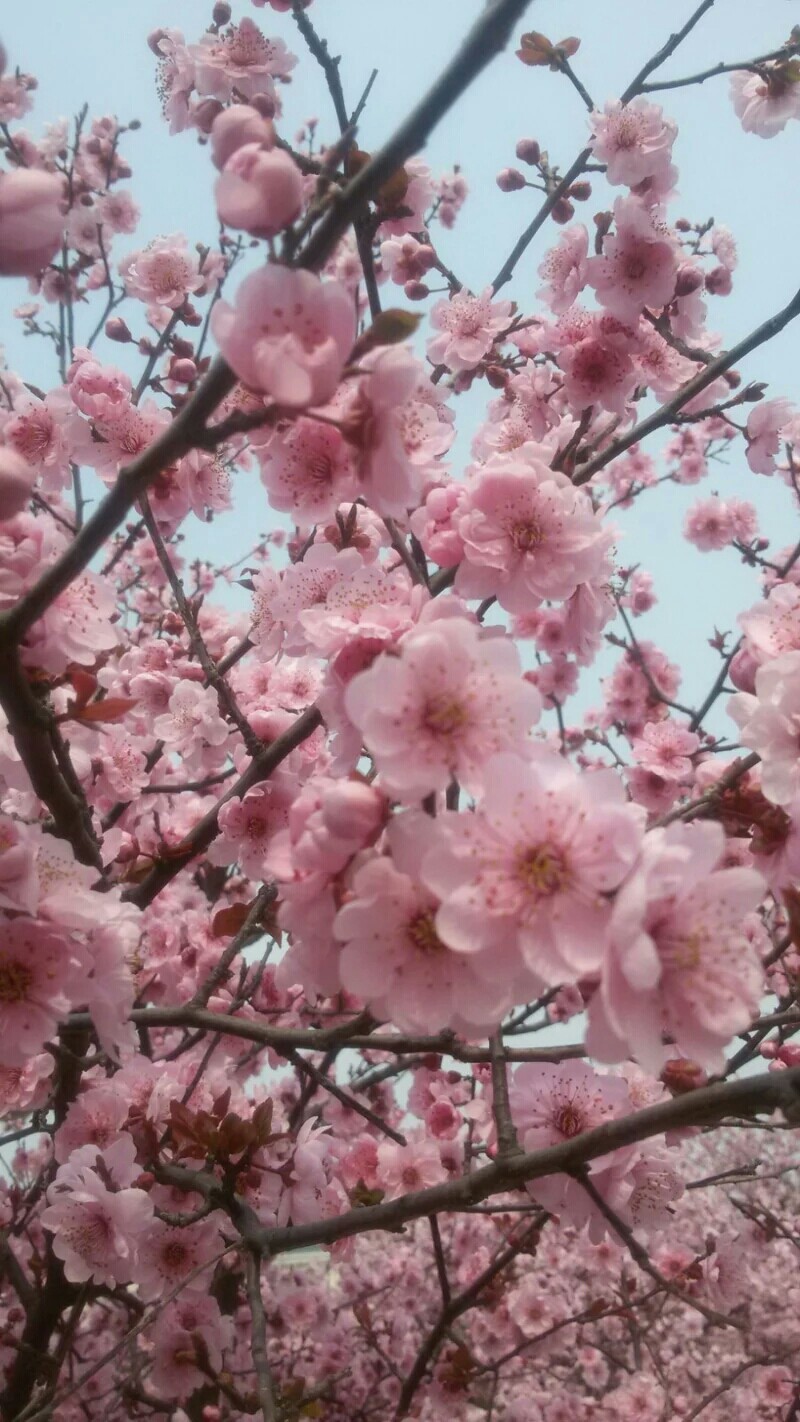 临沂大学樱花盛开