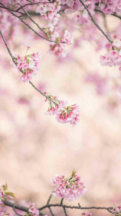 待落花时节，我陪你赏樱花如雪