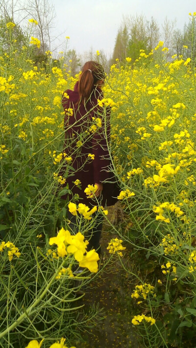 油菜花，高抵人，花香溢，蜂觅来。