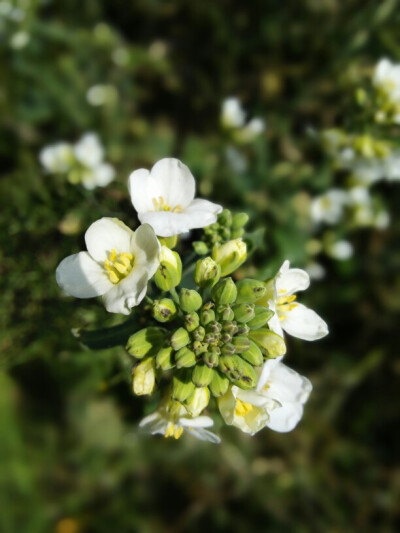 油菜花