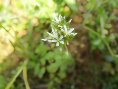 小草