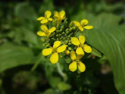 油菜花