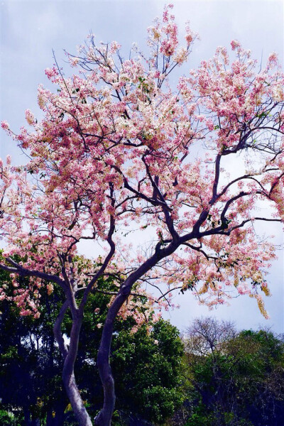 此情此景.繁花