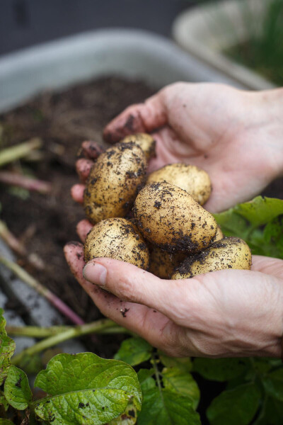 收成自己种的小土豆