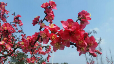 海棠花开