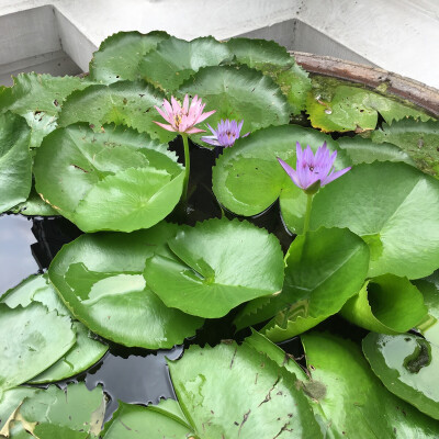 大皇宫里面的小荷花