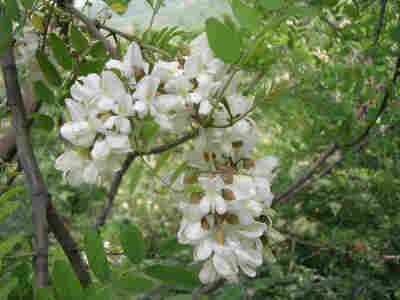 广义的洋槐花指豆科植物的花及花蕾，但一般将开放的花朵称为"槐花"，也称"槐蕊"，花蕾则称为"槐米"。常植于屋边、路边，中国各地普遍栽培，主要在北方，以黄土高原和华北平原为多，一般在每年4-5月开花，花期一般为1…
