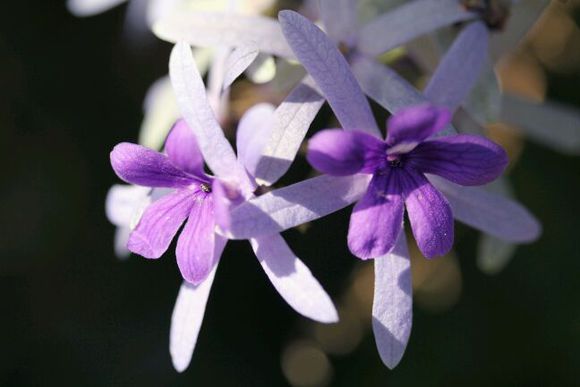 蓝楹,别称:蓝雾树,拉丁学名:jacaranda mimosifolia.