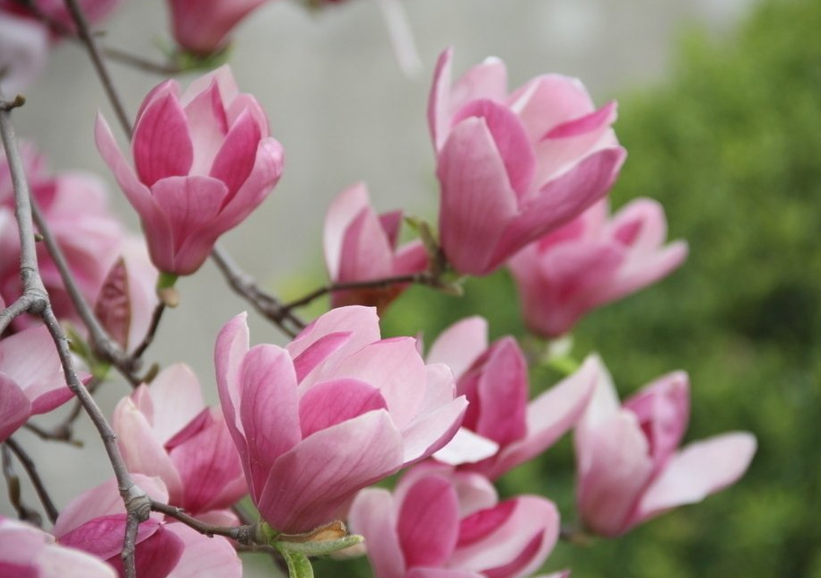 玉兰花（学名：Magnolia denudata），木兰科木兰属观赏树木。别名白玉兰、望春花、玉兰花，木兰科。是我国特有的名贵园林花木之一。玉兰花原产于长江流域，现在北京及黄河流域以南均有栽培，庐山、黄山、峨眉山等处尚有野生 古时多在亭、台、楼、阁前栽植。现多见于园林、厂矿中孤植，散植，或于道路两侧作行道树。北方也有作桩景盆栽。玉兰3月开花，6-7月果熟，花大型、芳香，先叶开放，花期10天左右。河南省夏邑县县花。